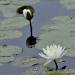 View the image: Pond lotus