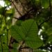 View the image: Broad leaved