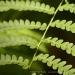 View the image: Fern detail