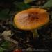 View the image: Toadstools