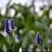 View the image: Pickerel weed