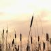 View the image: Reeds and sunlight