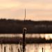 View the image: Last years cattails