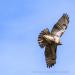 View the image: Swooping by