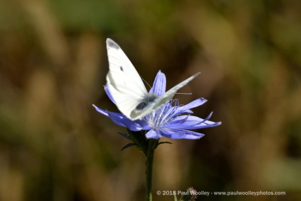 Chicory with butterfly