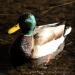 View the image: Handsome duck