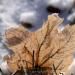 View the image: Ghosts of fall