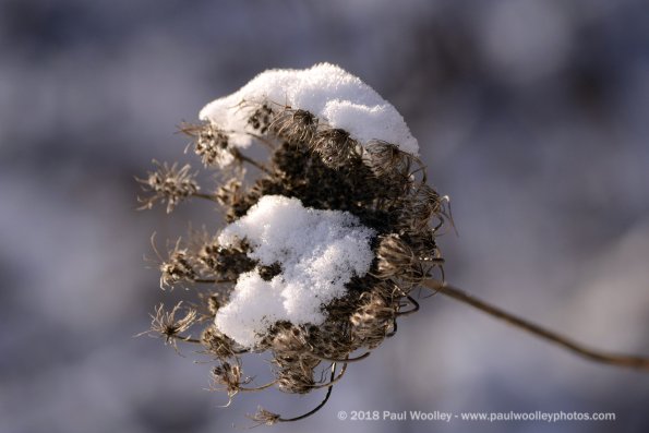 Winterized lace