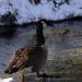 View the image: Goose walk