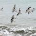 View the image: Sandpiper flock