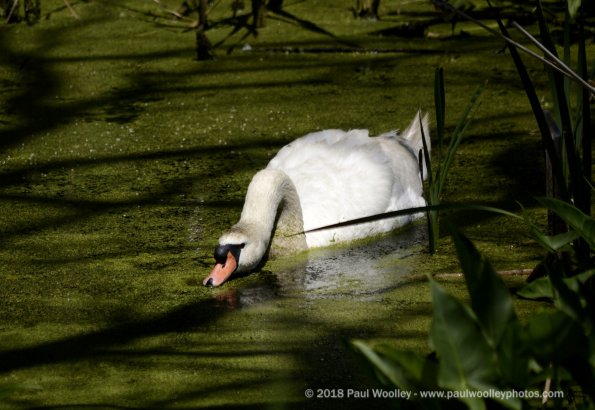 Swan skimming