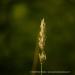View the image: Wild grass detail