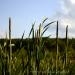 View the image: Cattails standing tall