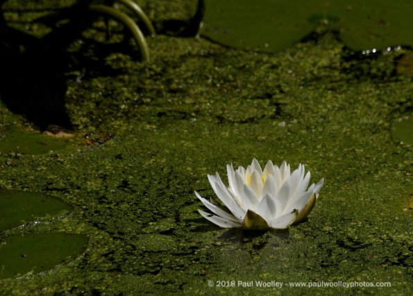 Duckweed and lotus