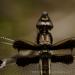 View the image: Dragonfly macro