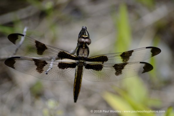 Dragonfly in brown and yellow