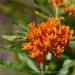 View the image: Butterfly milkweed detail