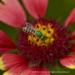 View the image: Green wasp