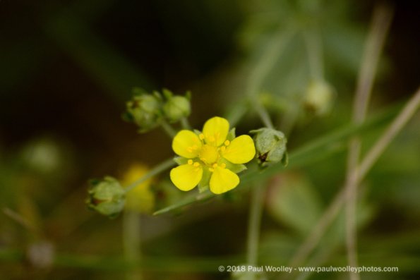 Tiny yellow bloom