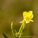 View the image: Little yellow bloom
