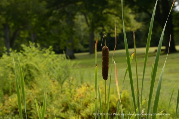 Cattail in the park