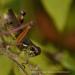 View the image: Grasshopper