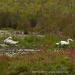 View the image: Swans out in Stony
