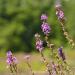 View the image: Loosestrife