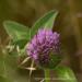 View the image: Red clover