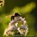 View the image: Sunlit pollinator