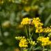 View the image: Flower longhorn beetle