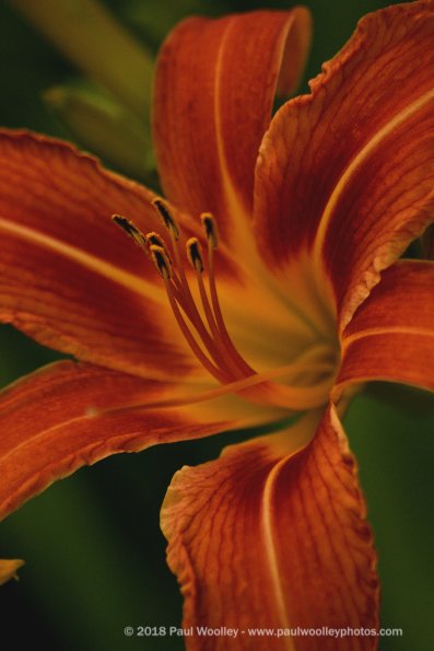 Heart of the Tiger Lily