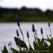 View the image: Pickerel weeds