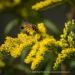 View the image: Wasp pollination
