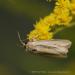 View the image: Common moth