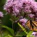View the image: Monarch pollinating