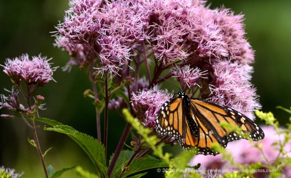 Monarch pollinating