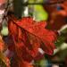 View the image: Bright red oak