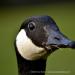 View the image: In a gooses eye