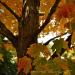 View the image: Best of Fall
