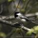 View the image: Blackcapped Chickadee