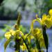 View the image: Yellow Iris group
