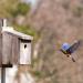 View the image: Bluebird blur