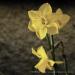 View the image: Daffodil