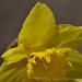 View the image: Daffodil detail