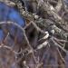 View the image: Black Capped Chickadee