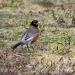 View the image: American Robin