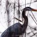 View the image: Great blue heron