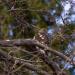 View the image: Cooper's hawk (Accipiter cooperii)