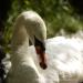 View the image: Hidden swan
